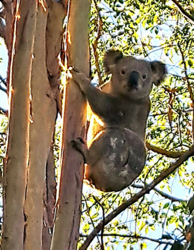 Australian Native Wildlife