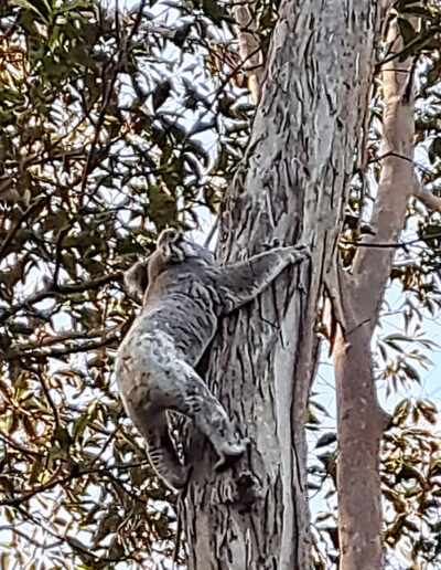 Koala at Moogie Collective Lake Moogerah