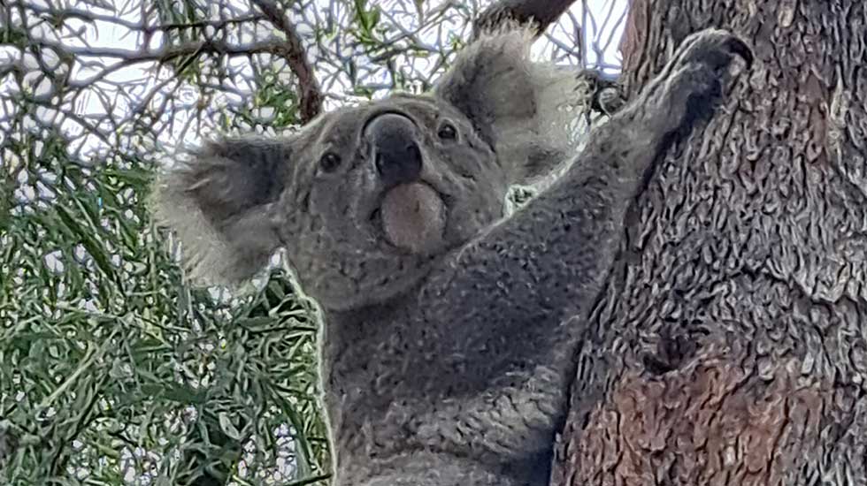 Moogie-Collective-Wildlife-Lake-Moogerah