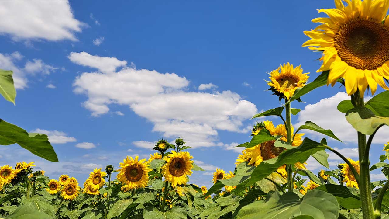 Kalbar Sunflower Festival Scenic Rim