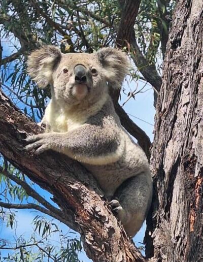 Native Koala Habitat-Moogie House Collective